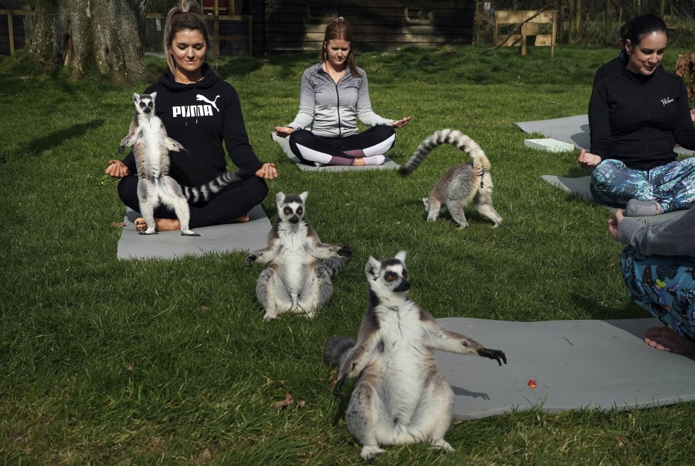 Ejemplares de lemures participan en una clase de yoga en el hotel Armathwaite Hall en Keswick, al noroeste de Inglaterra, el 2 de abril de 2019.