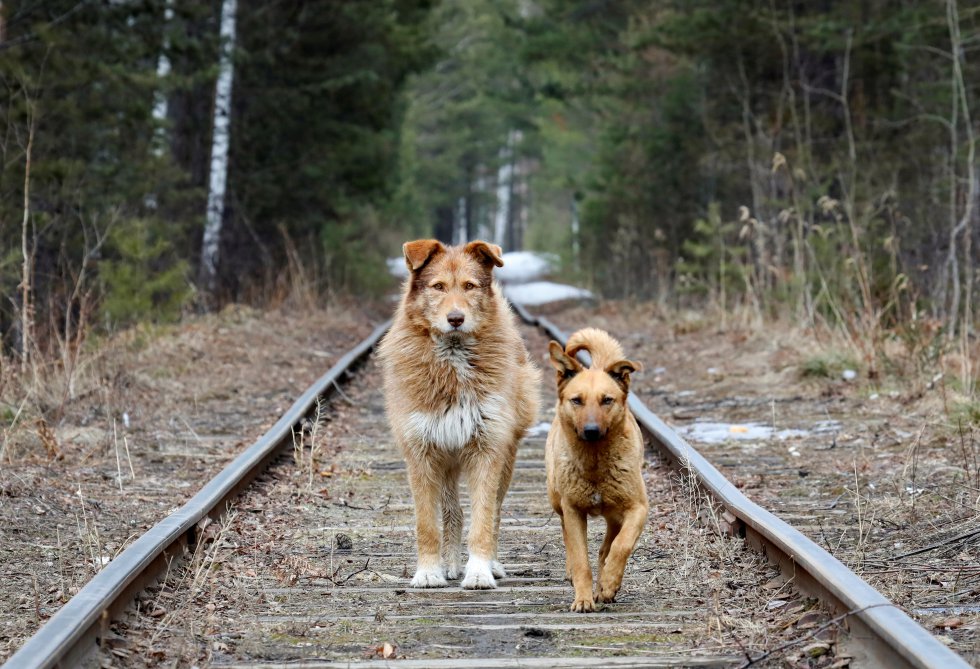 Dos perros callejeros caminan a lo largo de una vía ferroviaria ubicada en un bosque de la Taiga siberiana cerca de Krasnoyarsk (Rusia), el 3 de abril de 2019.