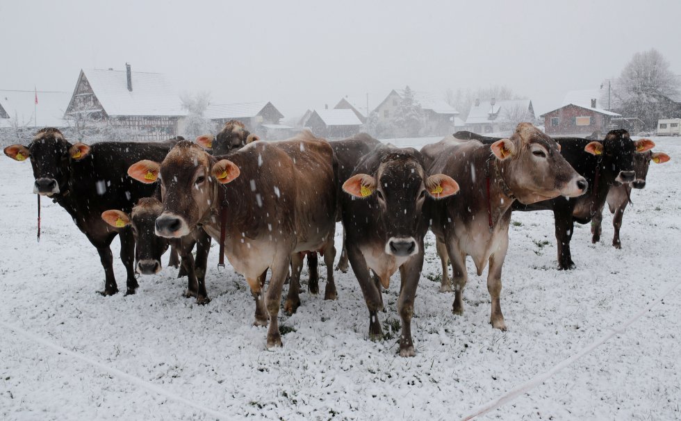 Un grupo de vacas permanece en un prado cubierto de nieve cerca de Merenschwand (Suiza), el 4 de abril de 2019.