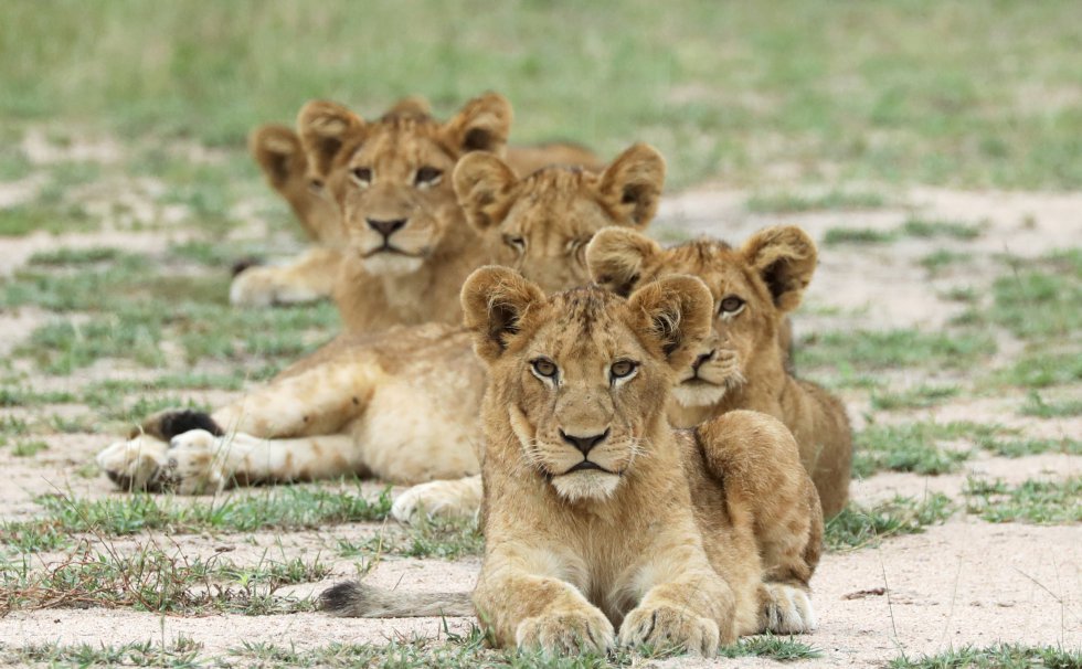 Cachorros de león en una reserva de caza en el Parque Nacional Kruger, en la provincia de Mpumalanga (Sudáfrica), el 12 de abril de 2019.