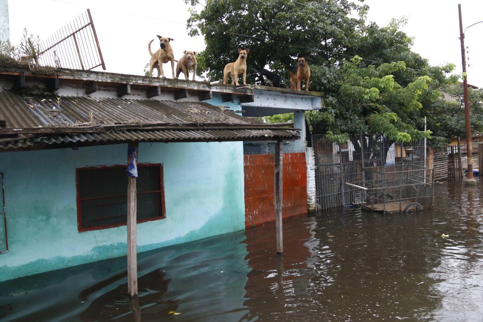Un grupo de perros se protege de las inundaciones subidos a un tejado en Asunción (Paraguay), el 3 de abril de 2019.