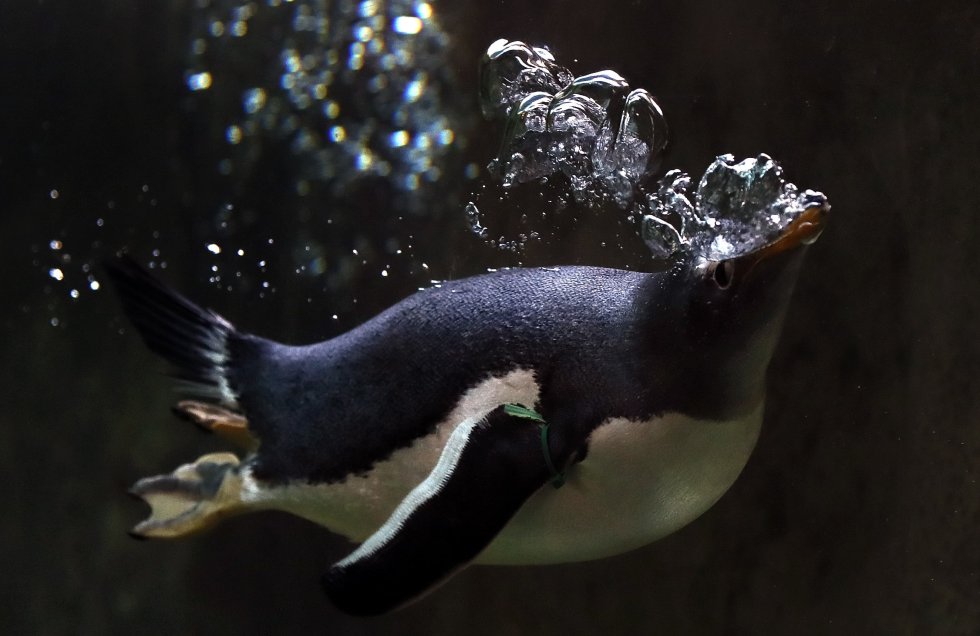 Un pingüino nada en una piscina dentro de su recinto en el zoo de Moscú (Rusia), el 25 abril de 2019.