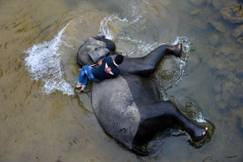 Un mahout de Indonesia baña a un elefante de Sumatra en el río Teunom, el 15 de abril de 2019.