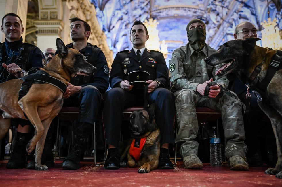 Un perro de la policía nacional a la izquierda, un perro de rescate de la brigada de bomberos de París en el centro y un perro del ejército francés a la derecha esperan con sus amos antes de recibir un premio nacional de perros héroes en París, el 18 de abril de 2019.