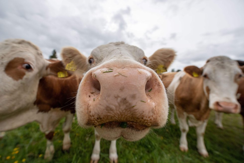 Unas vacas curiosas inspeccionan la lente del fotógrafo en un prado de Raistinf (Alemani), el 28 de abril de 2019.