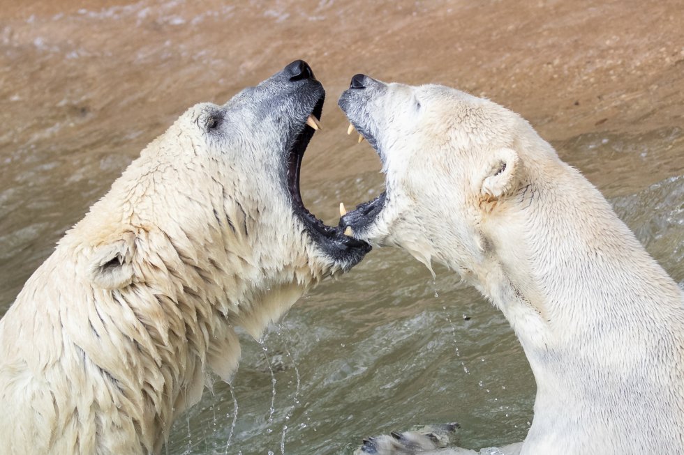 Dos ejemplares de osos polares, Nanuq y Vera, juegan en su recinto del zoológico 'Tierpark' de Nuremberg (Alemania), el 11 de abril de 2019.