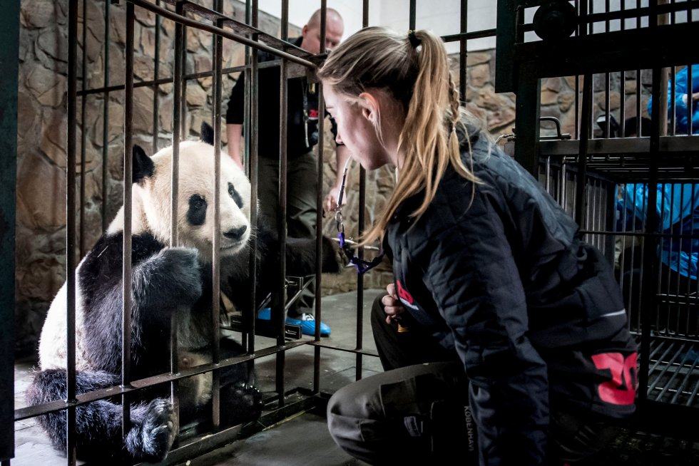 La zoóloga danesa Pernille Goerup Andersen visita al panda Xing Er en la Base de Investigación y Cría de Panda Gigante en Chengdú (China), el 2 de abril de 2019.