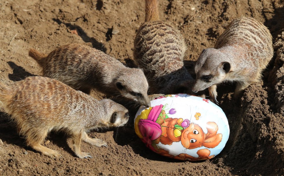 Un grupo de suricatos observa y olisquea un huevo de Pascua, en el zoo de Hannover (Alemania), el 8 de abril de 2019.