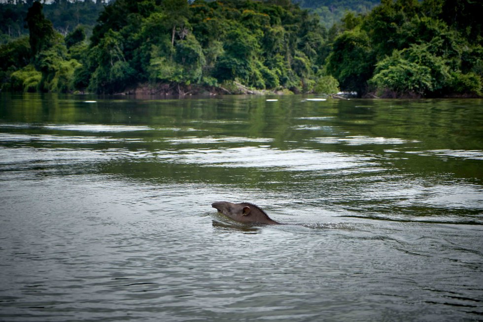 Un tapir nada en el riÌo Dos Peixes, cerca de la aldea indiÌgena del pueblo kayabi. Si bien la central elÃ©ctrica no se instalarÃ­a sobre este rÃ­o, se verÃ­a afectado. En el punto en el que se encuentra con el Arinos, la disminuciÃ³n del curso de agua de este Ãºltimo abrirÃ­a paso al flujo de agua del rÃ­o Dos Peixes, lo que acelerarÃ­a su caudal, alterando dramÃ¡ticamente su flujo hÃ­drico y con Ã©l, la vida de las aldeas indÃ­genas que lo rodean.