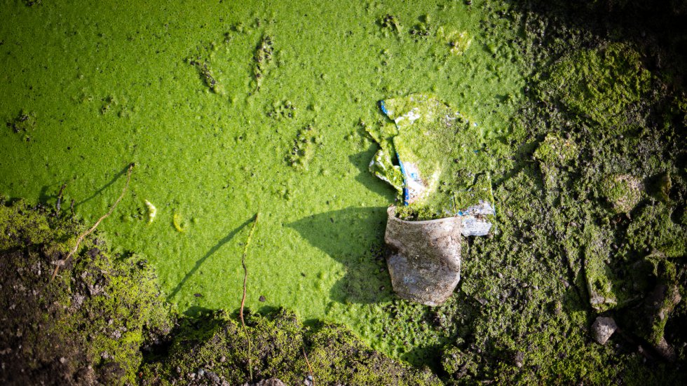 Cada vez es mÃ¡s frecuente encontrarse con la proliferaciÃ³n de algas, o para ser mÃ¡s precisos, con el crecimiento exponencial de cianobacterias. Las cepas de algas parcialmente tÃ³xicas se forman en los cuerpos de agua dulce cuando resultan contaminados por aguas residuales, pesticidas y fertilizantes. 