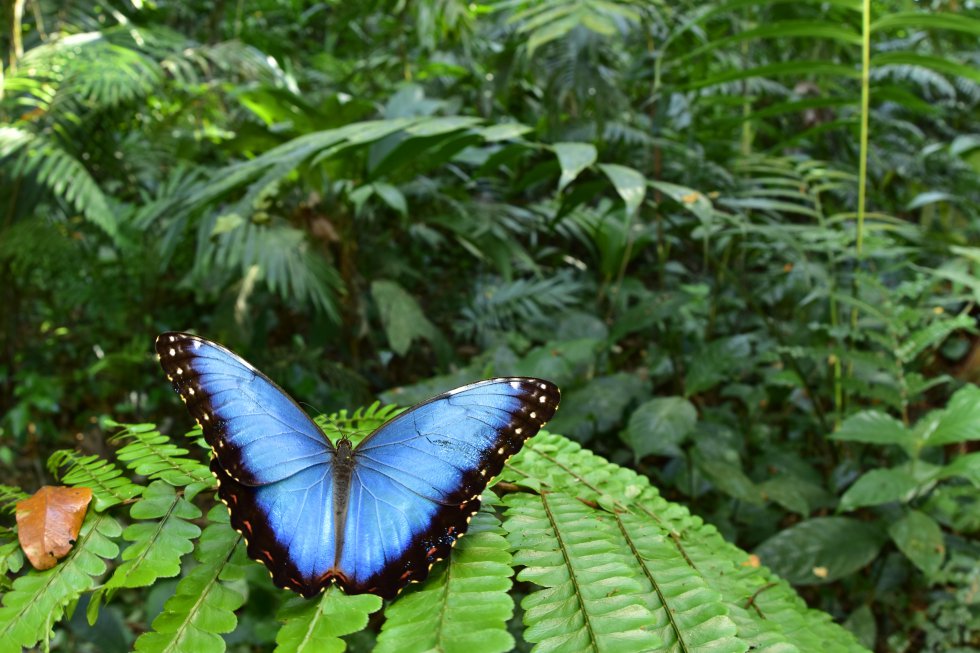 Se documentaron 246 especies de lepidópteros (mariposas y polillas; 86 especies diurnas y 160 especies nocturnas grandes). Quince de ellas nunca se habían registrado en Honduras “pese a que muchas mariposas son grandes y llamativas y no se pasan por alto fácilmente”, aseguran los científicos en el informe de la expedición. 'Morpho menelaus amathonte', 'Caerois gerdrudtus' y 'Prepona dexamenus' son las más destacadas. Los investigadores encontraron una gran tarántula alrededor del campamento: 'Sericopelma melanotarsum' (este animal solo se había encontrado en Nicaragua). En la imagen, una de las mariposas más grandes de la tierra ('Morpho helenor'). Sus alas miden entre 12 y 20 centímetros y es de las más buscada por los coleccionistas.