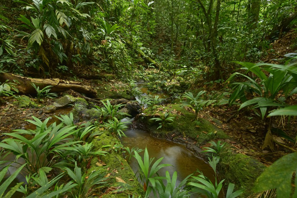 Los naturalistas estudiaron las plantas con flores y frutos. Identificaron 183 especies de 68 familias. Registraron 14 especies amenazadas y 10 plantas que están en la lista roja de la Unión Internacional para la Conservación de la Naturaleza (UICN). La palmera 'Reinhardtia gracilis', y el helecho 'Adiantum pulverulentum' están en peligro de extinción. Hay seis especies documentadas que son raras en la Mosquitia y 20 especies con poca presencia en América Latina.