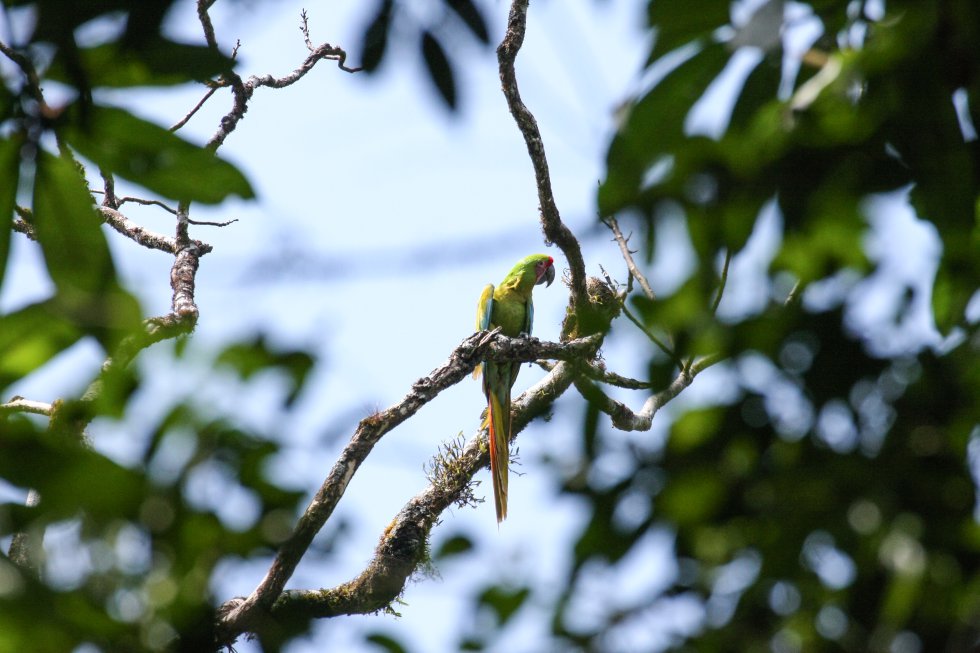 Los investigadores detectaron 198 especies de aves; 28 no se habían documentado nunca. Seis animales de la zona están en la Lista Roja de la Unión Internacional de la Conservación de la Naturaleza (UICN) como casi amenazadas, dos especies vulnerables y un ave en peligro de extinción: el guacamayo verde mayor que se observa en la imagen. "Se cree que quedan menos de 2.500 guacamayos verde mayor adultos en la tierra", apuntan los investigadores en el informe de la expedición.