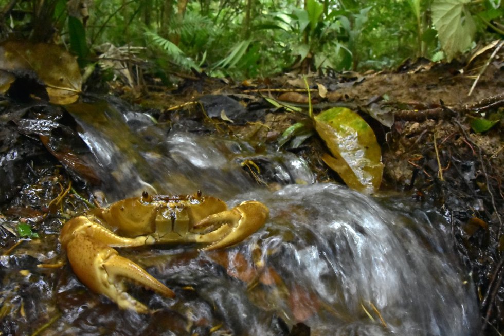 Los científicos encontraron 13 especies de peces, que representan el espectro completo de los animales autóctonos que esperaban encontrar y la ausencia de especies invasoras como 'Plecostomus' y Tilapia que se encuentran en muchas cuencas hondureñas. Además, los investigadores encontraron una nueva especie de Poecilia (pez actinopeterigio de agua dulce) que están estudiando porque creen que no está registrado en ningún ecosistema terrestre.