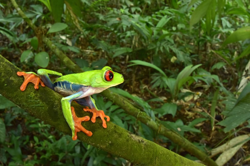 Los científicos encontraron un total de 57 especies; 22 anfibios y 35 reptiles. Los expertos aseguran que las cifras confirman una gran diversidad considerando el corto período del muestreo (11 días). Los investigadores redescubrieron a la serpiente Rhinobothryum bovallii, una especie que no se había registrado ni en Honduras ni en Centroamérica desde 1965. También hallaron la rana de cristal 'Teratohyla spinosa' a 290 metros a nivel del mar, un hecho nada habitual. Se registraron 8 nuevas especies en la Reserva del Hombre y Biosfera del Río Plátano. Varias especies encontradas se han visto rara vez en Honduras.