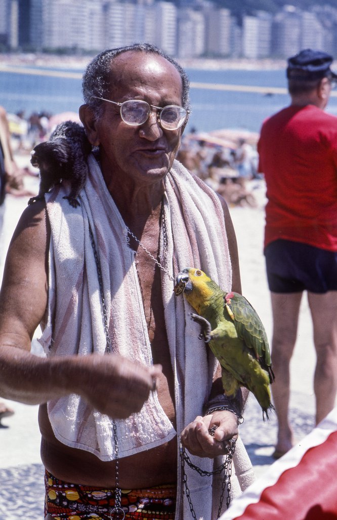 Macaco Sagui, Pão de Açúcar, Rio de Janeiro - Brazil