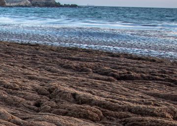 “It’s an environmental catastrophe” – The algae threatening Spain’s southern coast