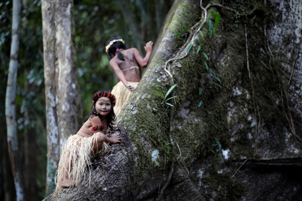 Con caras pintadas, docenas de indígenas han iniciado rituales para tratar de encontrar la paz entre humanos y naturaleza y lograr el fin de los incendios en la selva amazónica. En la fotografía, dos niñas escalan un árbol de Sumauma en Feijó (Brasil).