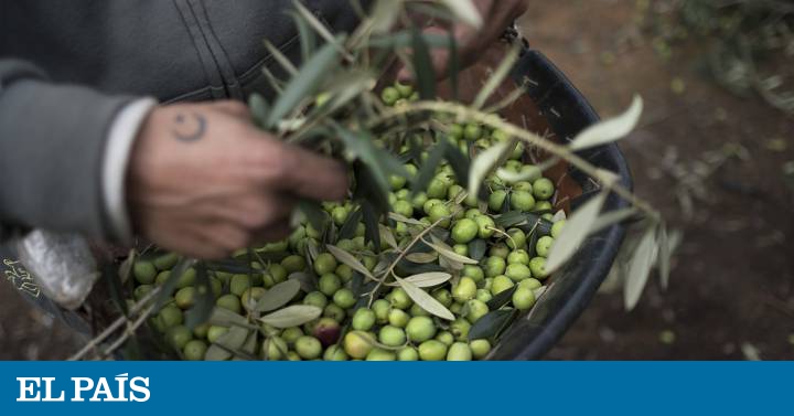 lista de alimentos de la dieta mediterranean lista de alimentos de la dieta mediterranean
