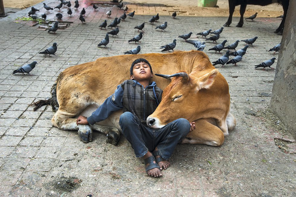 Un niño descansa plácidamente sobre una vaca en Katmandú, Nepal, en 2013. Allí este animal es un símbolo nacional y objeto de veneración.