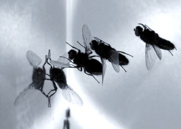 The Fascinating Maneuver Of Flies To Perch And Walk On The Roof