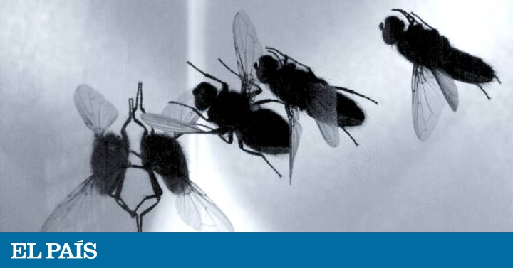 La fascinante maniobra de las moscas para posarse y andar sobre el techo