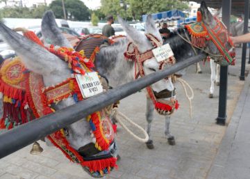 Eighty-kilo passenger limit takes a weight off the shoulders of Mijas’s donkeys
