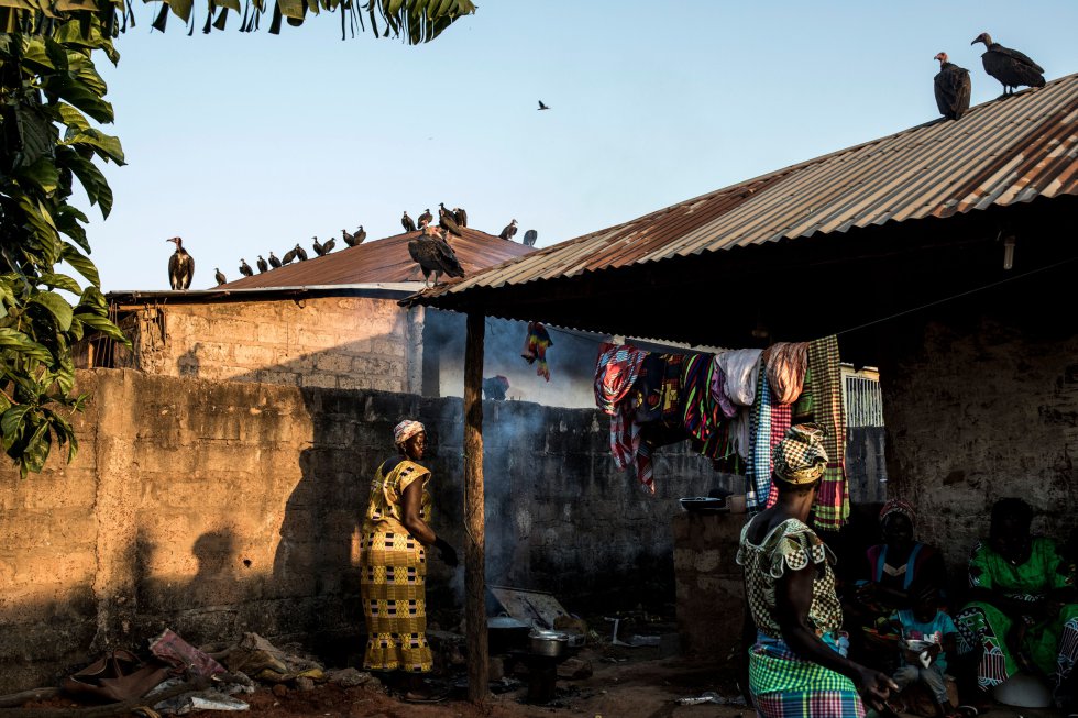 Una bandada de buitres buscan restos de comida después de que una familia sacrificara una vaca en una celebración fúnebre en Bisáu (capital de Guinea-Bisáu).