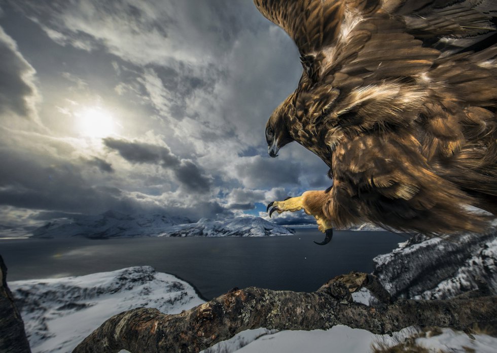 'Golden eagle landing' (Aterrissagem da águia real).