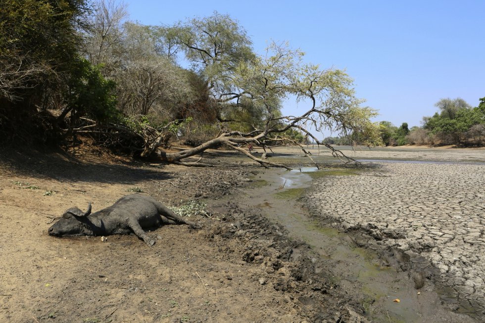 Mais de 10 milhões de pessoas no Chifre da África estão sendo afetadas pela pior seca em 60 anos. Segundo um relatório publicado pelas Nações Unidas, a escassez de chuvas no leste da África está causando uma grave crise alimentar e um aumento nas taxas de desnutrição em muitos países. Na imagem, o corpo de um búfalo deitado no Parque Nacional Mana Pools, no Zimbábue.