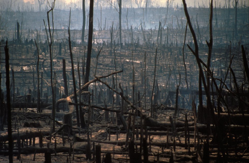 Incêndio voluntário da floresta virgem da Amazônia para a criação de áreas de gado no Brasil em uma imagem de 2017.