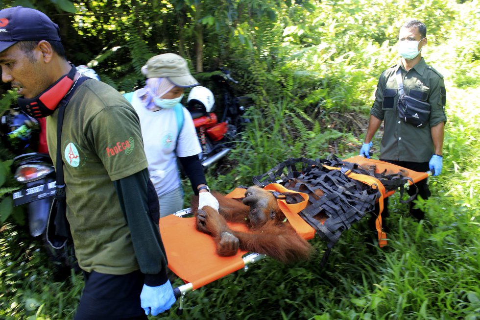 Um dos animais mais afetados pelo desmatamento na Ásia são os orangotangos, além de outras espécies como tigres, elefantes e rinocerontes. Nesta imagem, trabalhadores resgatam um orangotango de Sumatra de uma plantação de óleo de palma para entrar em uma área mais segura em Geulagang Gajah, na província de Aceh, na Indonésia, em 3 de agosto de 2018.