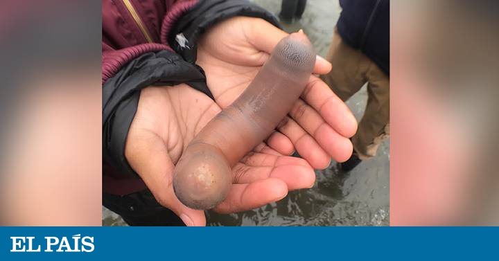 Miles de ‘peces pene’ aparecen en una playa de California