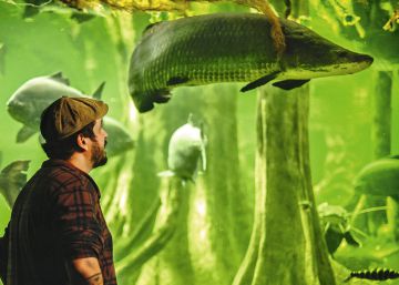 Un pez gigante para salvar la Amazonia