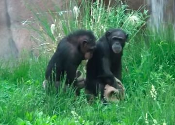 La “extraordinaria” conga de unas chimpancés y el origen del baile en los humanos