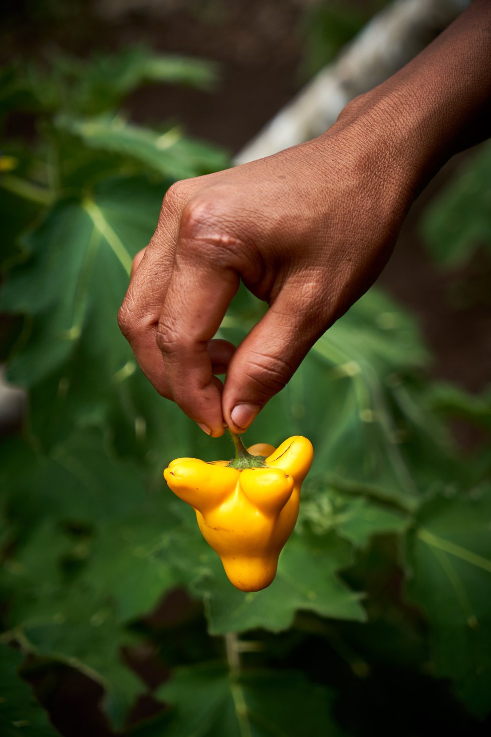 Chichita, una poderosa planta medicinal que Vero utiliza para tratar algunas de las enfermedades que afectan a los niños de la comunidad. 