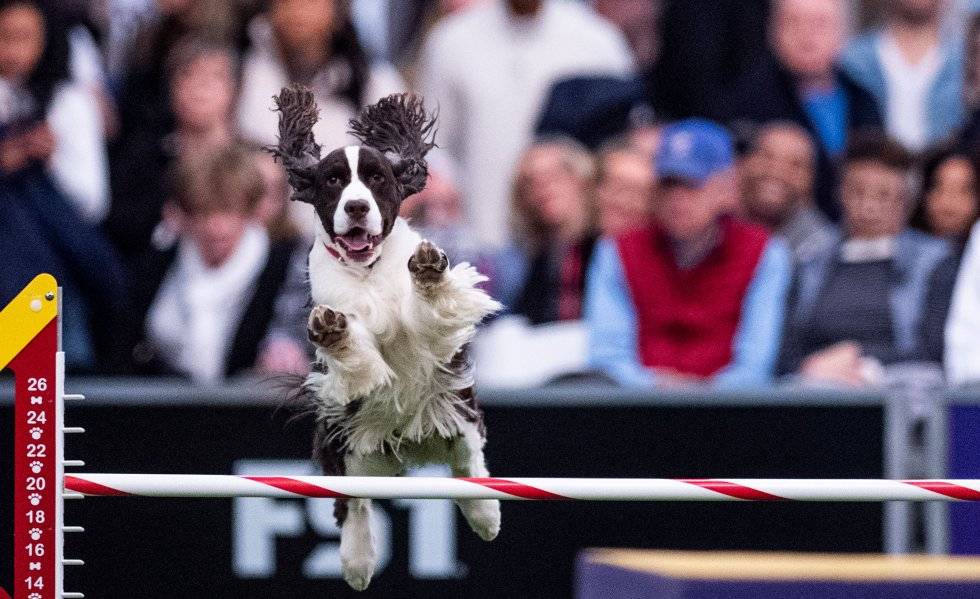 Inmersión Diversidad dolor Fotos: Los mejores perros del concurso de belleza canina más prestigioso de  EE UU y el caniche que ha ganado | Actualidad | EL PAÍS