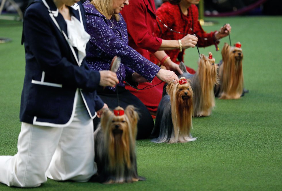 Fotos: Los mejores perros del concurso de belleza canina más prestigioso de  EE UU y el caniche que ha ganado | Actualidad | EL PAÍS