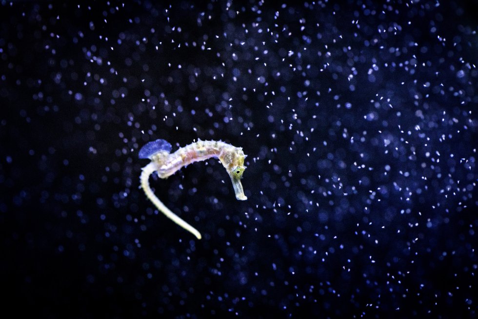 Cría de caballito de mar en un acuario de la Universidad de Murcia.