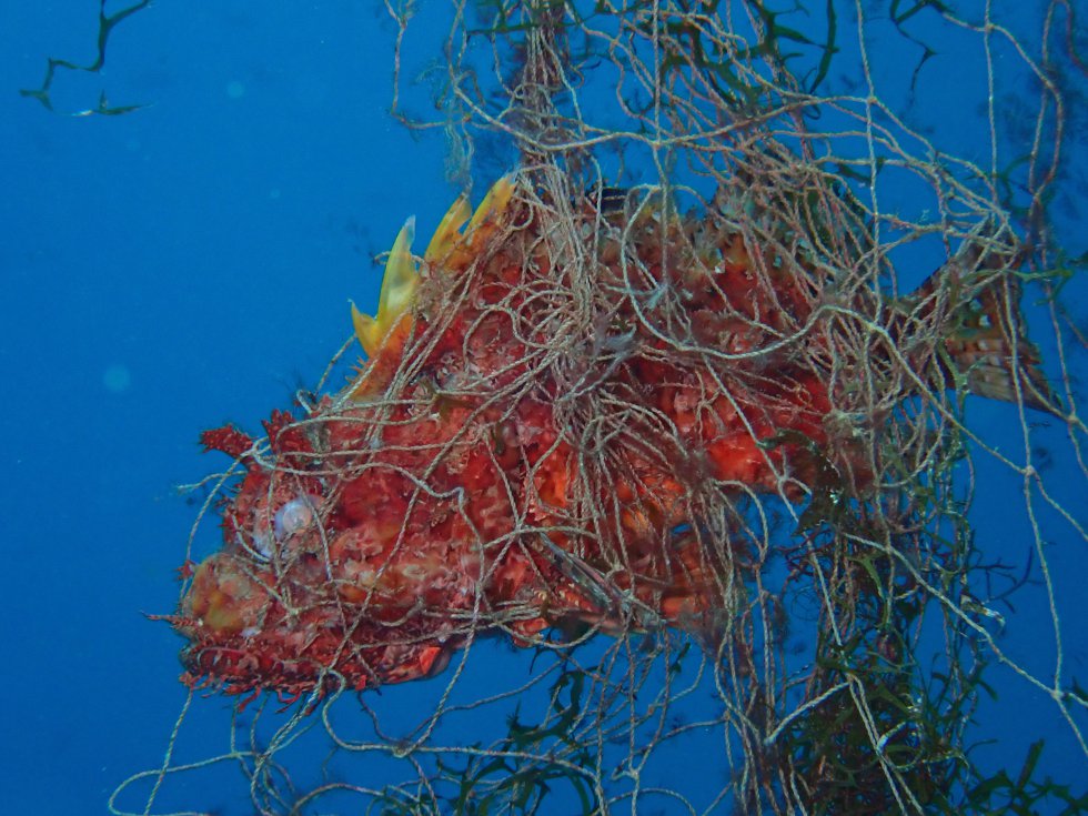 Hereu: “Capturen de manera molt eficient perquè les preses que es queden atrapades serveixen d'esquer per a altres animals i van morint”.