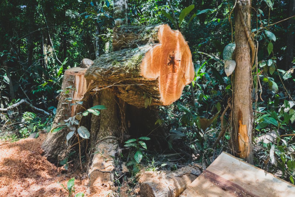 Fotos: Los contrabandistas arrasan con los árboles de la selva | Planeta  Futuro | EL PAÍS