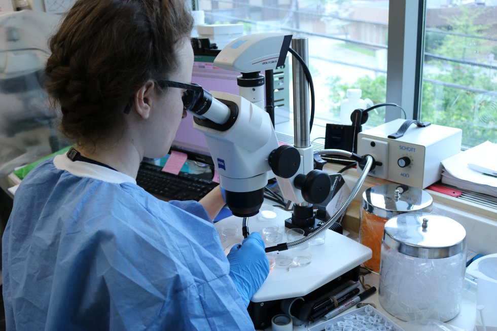 Una becaria del Laboratorio de Investigación de Malaria y Vector del NIAID usa un microscopio de disección para realizar la identificación morfológica de especímenes de mosquitos preservados.