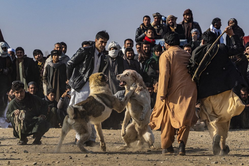 Las peleas de gallos y de perros -como la de la fotografía, en Herat- son un entretenimiento habitual. Tienen una larga historia profundamente arraigada, y en torno a ellos suelen cambiar de mano grandes cantidades de dinero, ya que se hacen apuestas y se espera ganar prestigio. Los talibanes prohibieron las apuestas y el juego, pero en los últimos años vuelven a tener lugar, sobre todo en las zonas controladas por la Alianza del Norte.