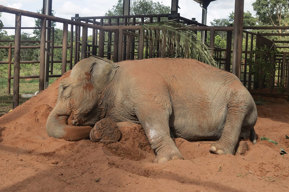 Elefante38 NÃO É ARGENTINO?? 