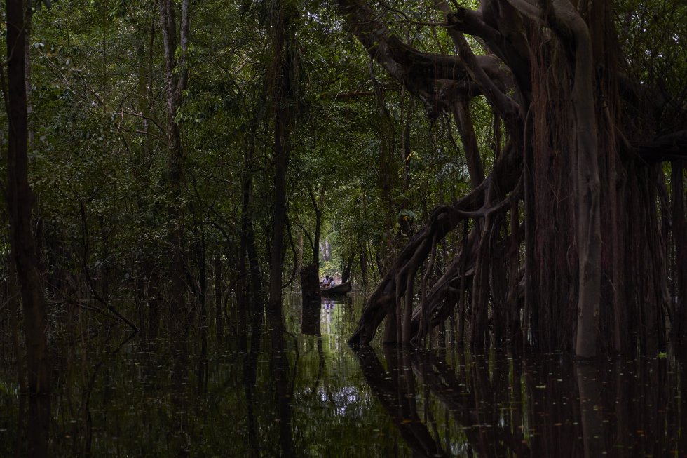 Bosque inundado cerca de la comunidad de San Francisco. En la estación de lluvias, que coincide con el invierno amazónico, los ríos suben su cota creando bosques inundados, donde los delfines rosados cazan a sus presas. Desde tiempos remotos, este mamífero acuático ocupa un lugar sagrado en las cosmologías indígenas, como también lo hace en muchos rincones de la inmensa cuenca amazónica.