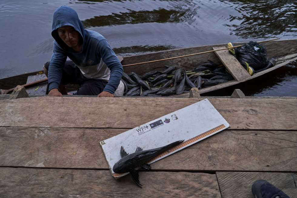 El equipo de control de la balsa del lago Tarapoto realiza una inspección de rutina para controlar a las embarcaciones de pesca locales. Lilia dedica su vida a la defensa cotidiana de un ecosistema sometido a múltiples y continuas pruebas de estrés. Por fortuna, las amenazas de la pesca ilegal, que hace años fuera muy agresiva por la presencia de barcos frigoríficos, se han conseguido controlar.