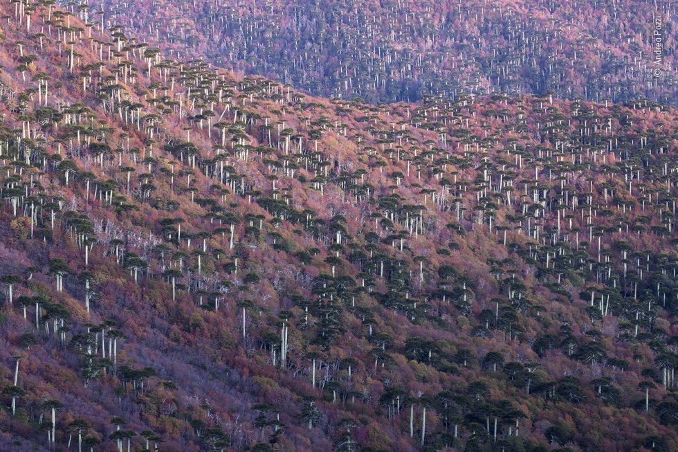 Bosque de araucarias en Chile.
