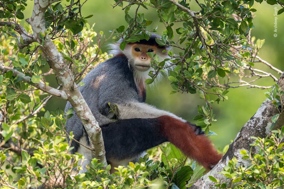 Un duc de patas rojas (una especie de primate catarrino multicolor), en peligro de extinción, fotografiado en la reserva natural de Son Tra, la última selva tropical costera de Vietnam y un baluarte del langur. El primate está amenazado por la pérdida de hábitat, la caza y el comercio.