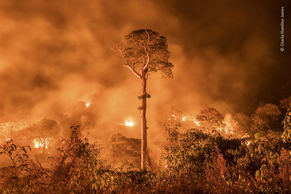 Un incendio descontrolado en el Estado de Marañón, en el noreste de Brasil. Un solo árbol permanece en pie. Charlie Hamilton ha estado cubriendo la deforestación en el Amazonas durante la última década.