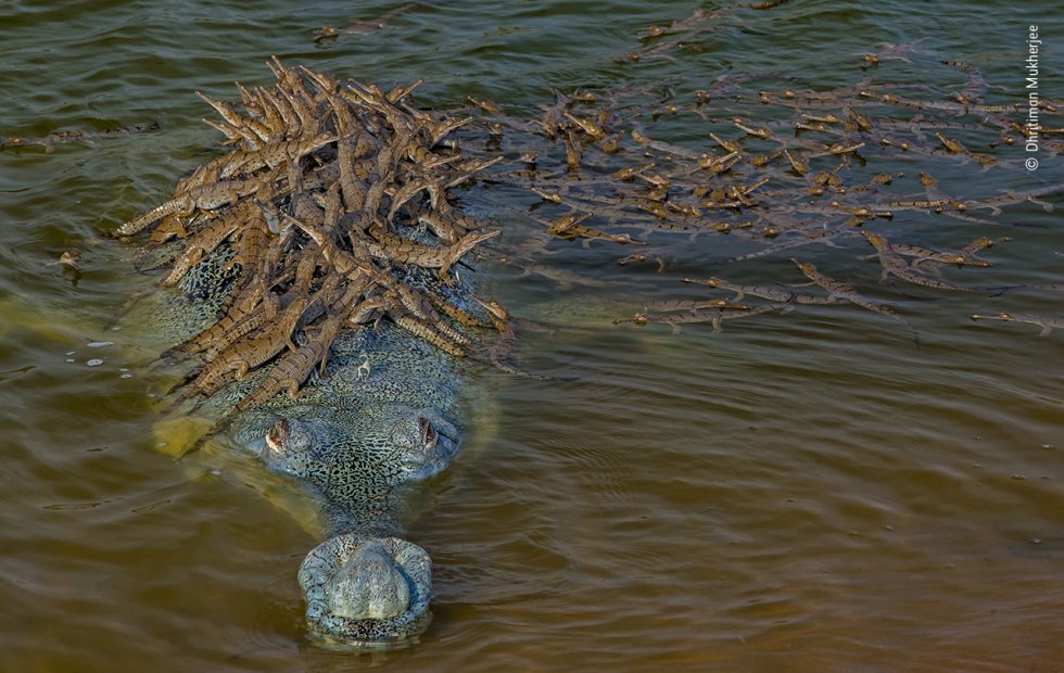 Un gavial macho del Ganges, de al menos 4 metros de largo, trasporta a sus crias sobre su costado.